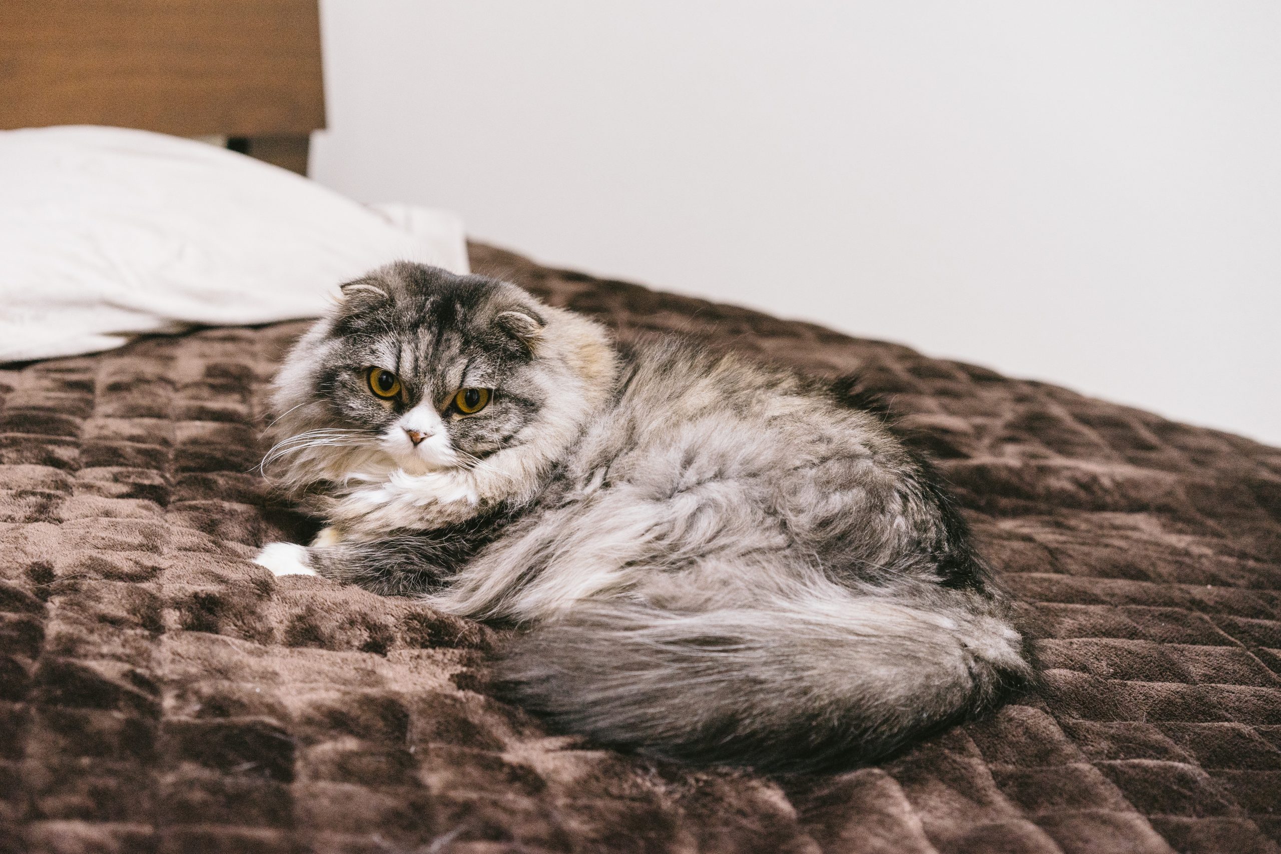 ベッドで横たわる猫