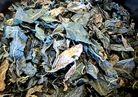 感想させた蓼藍の葉