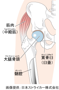 股関節の構造