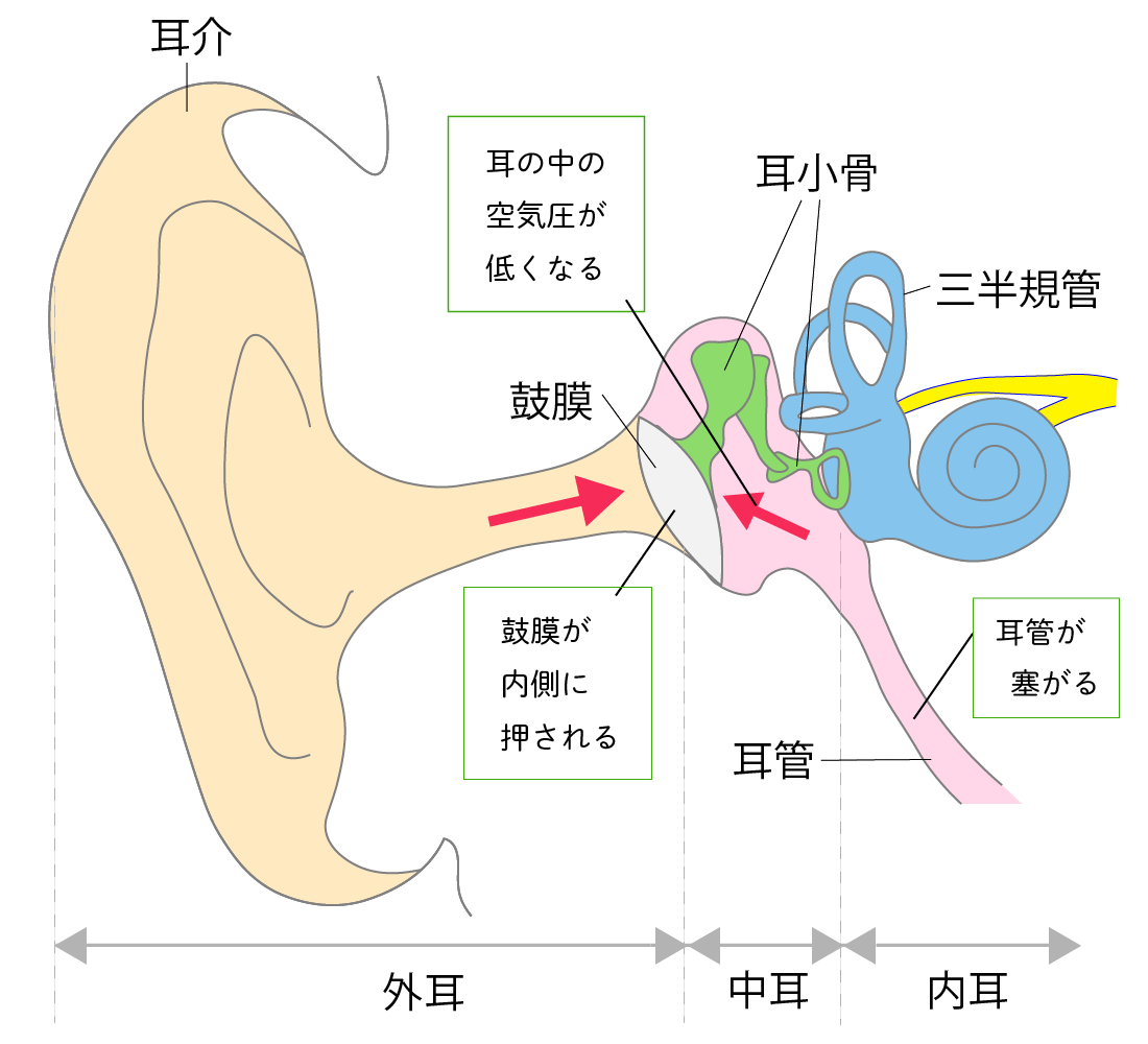 新人広報と学ぶ 耳管開放症 耳管狭窄症