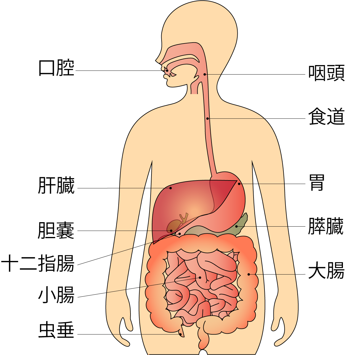 図：体内の臓器