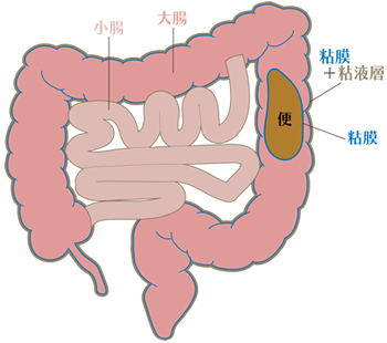図：大腸のはたらき