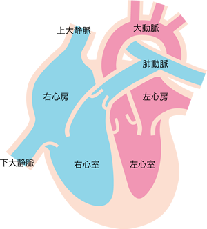 図：心臓の構造